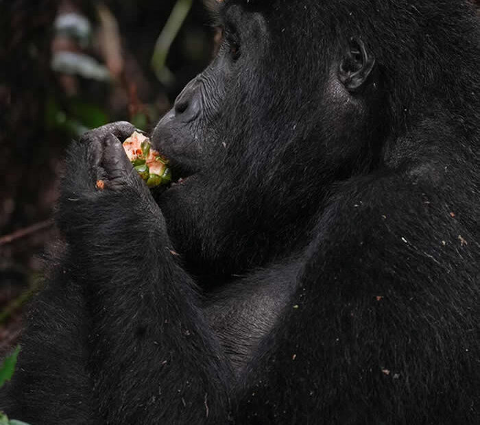 Mountain Gorillas